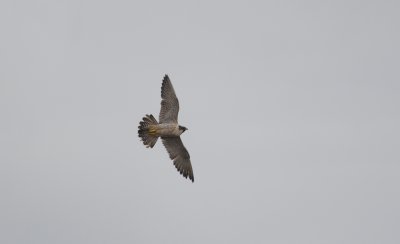 slechtvalk - peregrine falcon