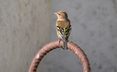 vink - chaffinch