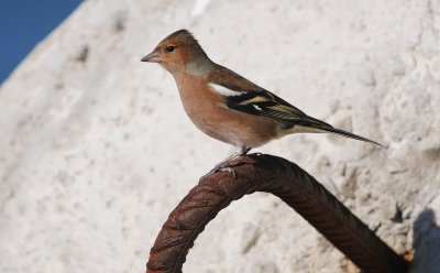 vink - chaffinch