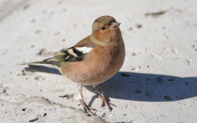 vink - chaffinch