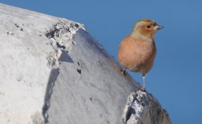 vink - chaffinch