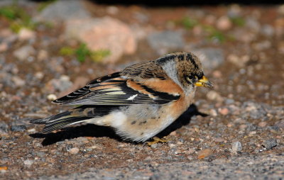 keep - brambling