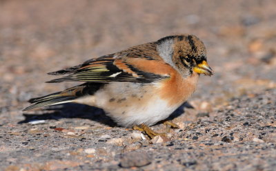 keep - brambling