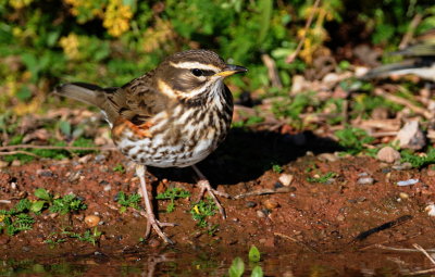 koperwiek - redwing