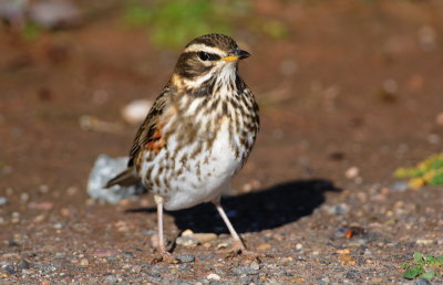 koperwiek - redwing