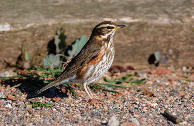 koperwiek - redwing
