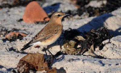 tapuit - Northend wheatear