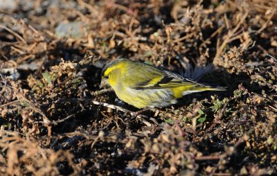sijs - siskin