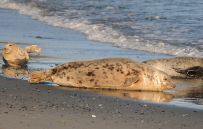 grijze zeehond - grey seal