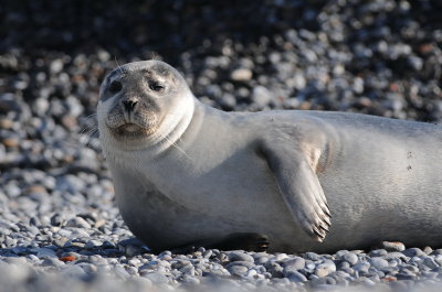 gewone zeehond - common seal