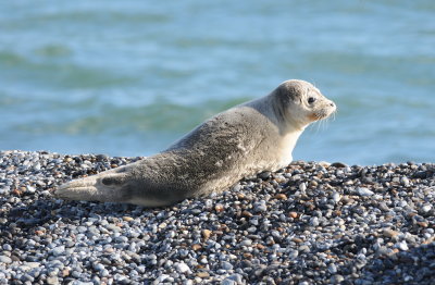 gewone zeehond - common seal