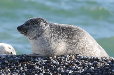 gewone zeehond - common seal