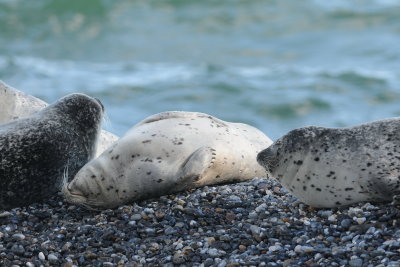 gewone zeehond - common seal