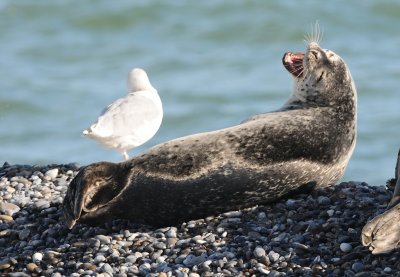 gewone zeehond - common seal