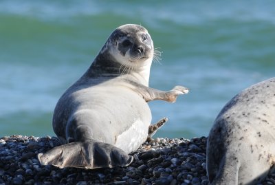 gewone zeehond - common seal