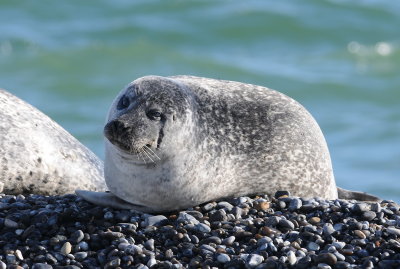 gewone zeehond - common seal