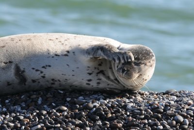gewone zeehond - common seal