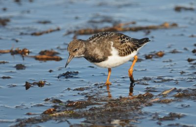 steenloper - turnstone