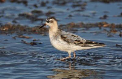 rosse franjepoot - grey phalarope