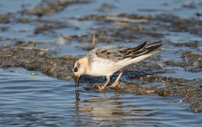 rosse franjepoot - grey phalarope
