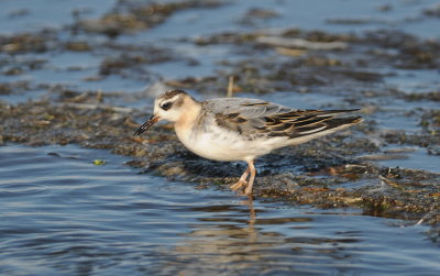 rosse franjepoot - grey phalarope