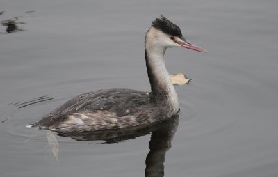 fuut. - great crested grebe