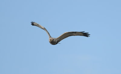 ruigpootbuizerd - rough legged buzzard