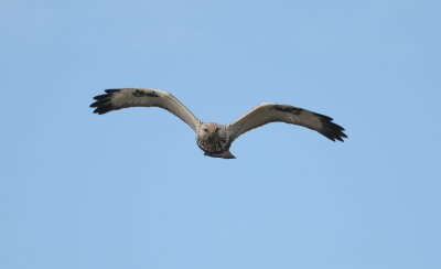 ruigpootbuizerd - rough legged buzzard