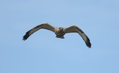 ruigpootbuizerd - rough legged buzzard