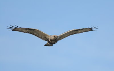 ruigpootbuizerd - rough legged buzzard