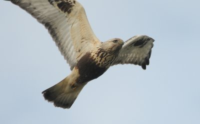 ruigpootbuizerd - rough legged buzzard
