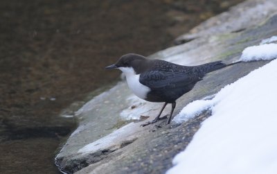waterspreeuw - dipper