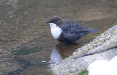 waterspreeuw - dipper