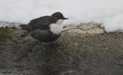 waterspreeuw - dipper