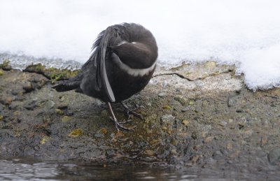 waterspreeuw - dipper
