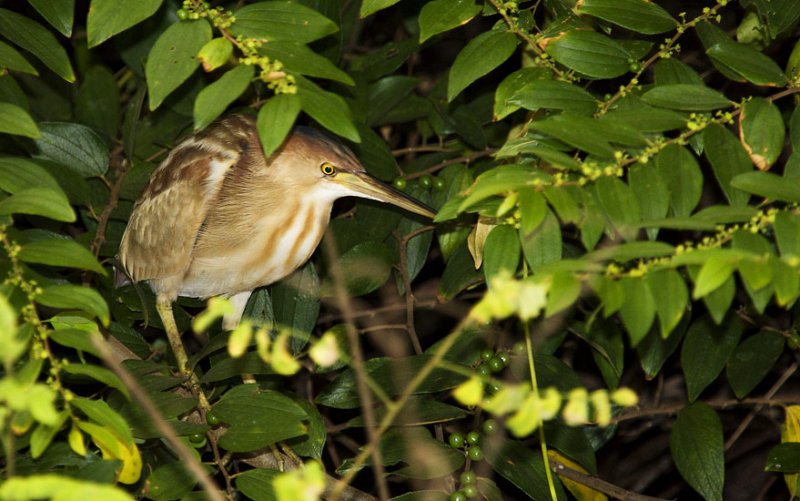 Yellow Bittern