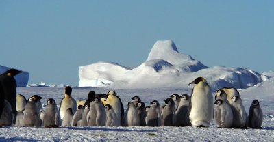 Emperor rookery