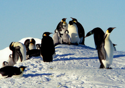 King of the Hill at Snow Hill