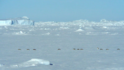 Emperors gliding on fast ice