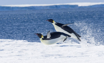 Emperors flying out of the sea