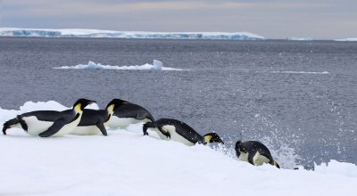 Emperors sliding into the sea