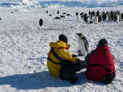 More Emperor Penguin Pictures