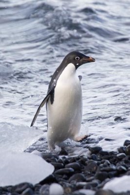 Other Penguins