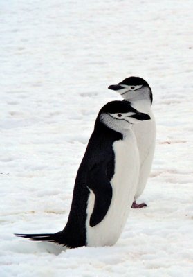 Chinstrap