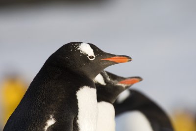 Gentoo