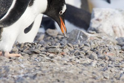 Gentoo nest building