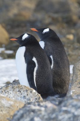 Other Penguins