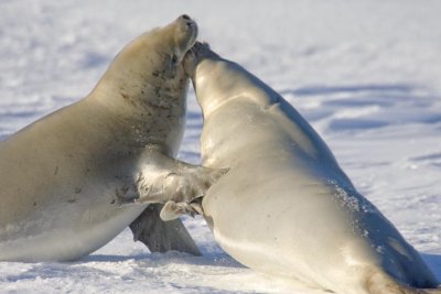 Crab-eater seals