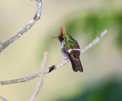 Frilled Coquette display