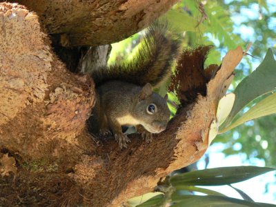 Guianan Squirrel